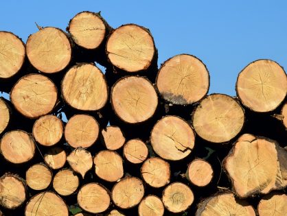 Tipos de madera más utilizadas y sus características
