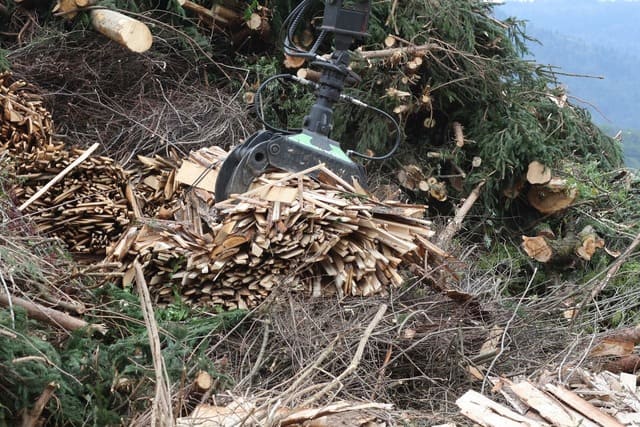 Remains of trees for biomass